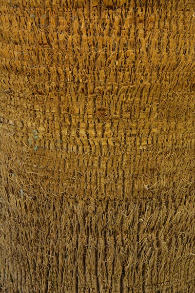 Pozadí z kůry palmu. Detail z fragmentů — Stock fotografie