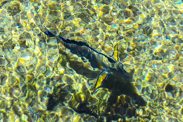 Mångfärgade vackra röda havet fisk över tjockleken på wa — Stockfoto