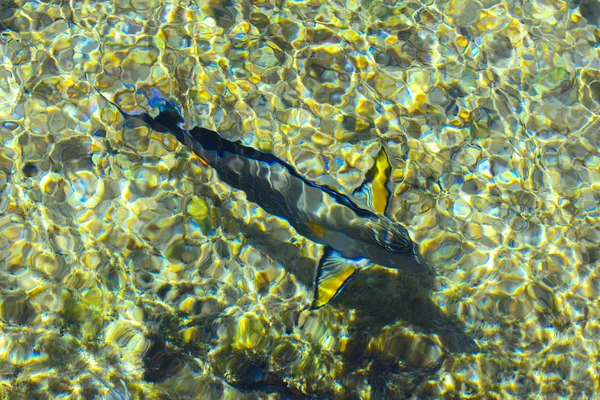 Multicolore bellissimo pesce di mare rosso oltre lo spessore del wa — Foto Stock