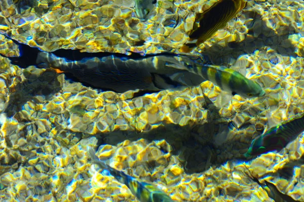 Разноцветная Красивая Красная Морская Рыба Над Толщиной Воды Размытом Фоне — стоковое фото