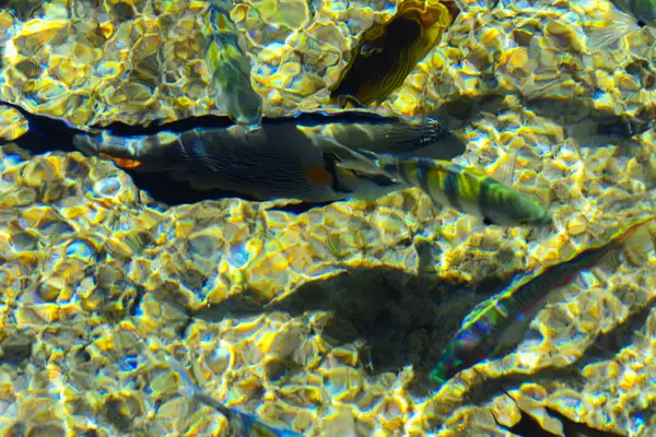 Peixe Mar Vermelho Bonito Multicolorido Sobre Espessura Água Fundo Turvo — Fotografia de Stock