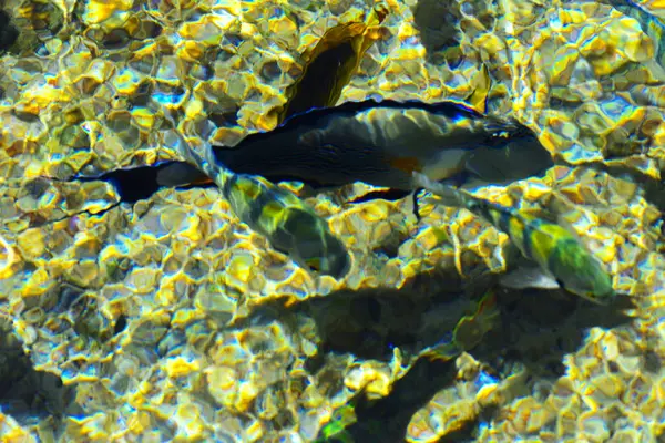 サンゴ礁と黄砂の背景をぼかした写真の水の厚さを色とりどりの美しい紅海の魚 シャルム シェイク エジプト スクリーン セーバー — ストック写真