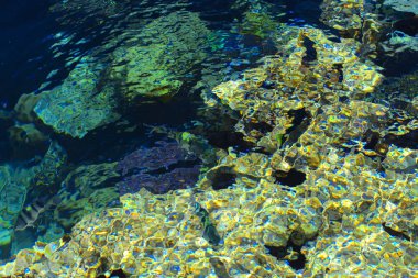 Çok renkli güzel Kızıldeniz balık, mercan resifleri ve sarı kum arka plan bulanık su kalınlığı. Sharm el-Sheikh, Mısır.