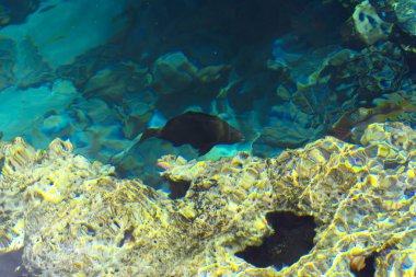 Çok renkli güzel Kızıldeniz balık wa kalınlığı