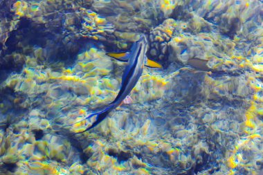 Çok renkli güzel Kızıldeniz balık wa kalınlığı