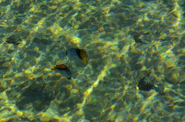 Çok renkli güzel Kızıldeniz balık wa kalınlığı