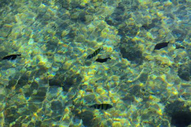 Çok renkli güzel Kızıldeniz balık wa kalınlığı