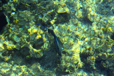 Çok renkli güzel Kızıldeniz balık wa kalınlığı