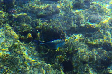 Çok renkli güzel Kızıldeniz balık wa kalınlığı