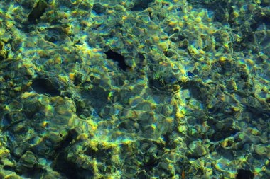 Çok renkli güzel Kızıldeniz balık wa kalınlığı