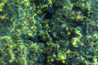 Çok renkli güzel Kızıldeniz balık wa kalınlığı