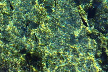 Çok renkli güzel Kızıldeniz balık wa kalınlığı