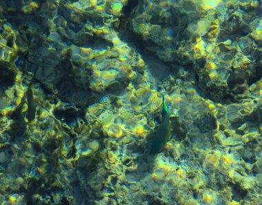 Çok renkli güzel Kızıldeniz balık wa kalınlığı