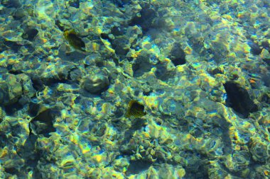 Çok renkli güzel Kızıldeniz balık wa kalınlığı