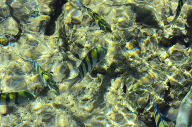 Çok renkli güzel Kızıldeniz balık wa kalınlığı