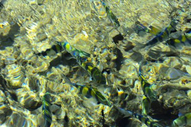 Çok renkli güzel Kızıldeniz balık wa kalınlığı