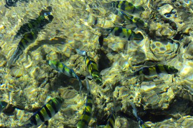 Çok renkli güzel Kızıldeniz balık wa kalınlığı