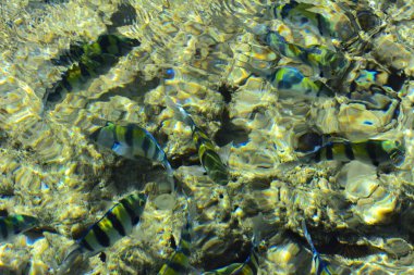 Çok renkli güzel Kızıldeniz balık wa kalınlığı