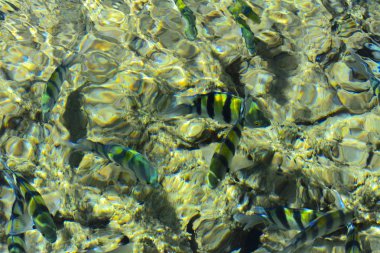 Çok renkli güzel Kızıldeniz balık wa kalınlığı