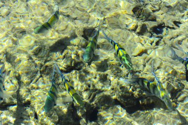 Çok renkli güzel Kızıldeniz balık wa kalınlığı