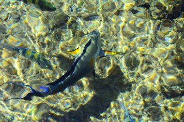 Çok renkli güzel Kızıldeniz balık wa kalınlığı