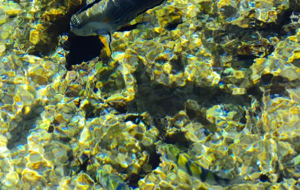 サンゴ礁と黄砂の背景をぼかした写真の水の厚さを色とりどりの美しい紅海の魚 シャルム シェイク エジプト スクリーン セーバー — ストック写真