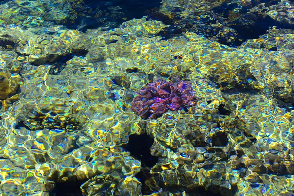 Peixe Mar Vermelho Bonito Multicolorido Sobre Espessura Água Fundo Turvo — Fotografia de Stock