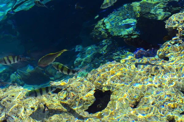 Multicolor Hermosos Peces Mar Rojo Sobre Espesor Del Agua Sobre — Foto de Stock