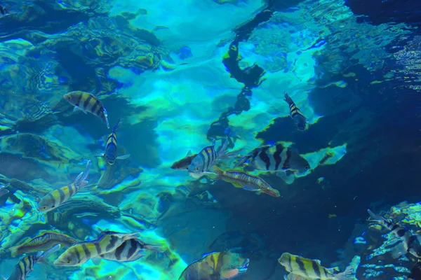 Πολύχρωμα Ψάρια Όμορφη Ερυθρά Θάλασσα Πέρα Από Πάχος Του Νερού — Φωτογραφία Αρχείου