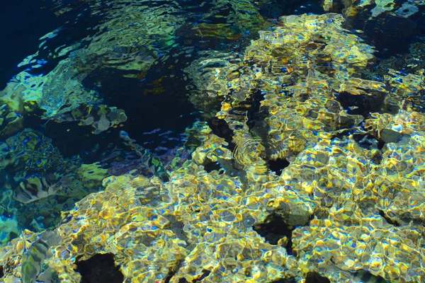 Multicolor Hermosos Peces Mar Rojo Sobre Espesor Del Agua Sobre — Foto de Stock