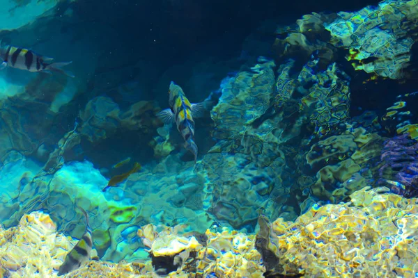 Πολύχρωμα Ψάρια Όμορφη Ερυθρά Θάλασσα Πέρα Από Πάχος Του Νερού — Φωτογραφία Αρχείου