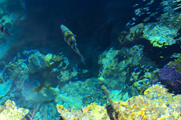 Multicolor Hermosos Peces Mar Rojo Sobre Espesor Del Agua Sobre — Foto de Stock