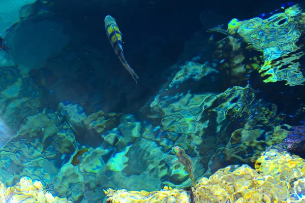 Multicolore Bellissimo Pesce Mare Rosso Oltre Spessore Dell Acqua Uno — Foto Stock