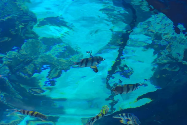Mångfärgade Vackra Röda Havet Fisk Över Tjockleken Vattnet Suddig Bakgrund — Stockfoto