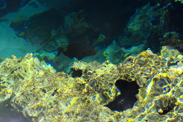 Multicolore Beau Poisson Mer Rouge Sur Épaisseur Eau Sur Fond — Photo
