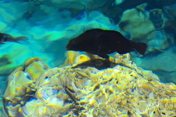 산호초와 모래의 흐리게에 두께에 물고기 셰이크 이집트 스크린 세이버 — 스톡 사진