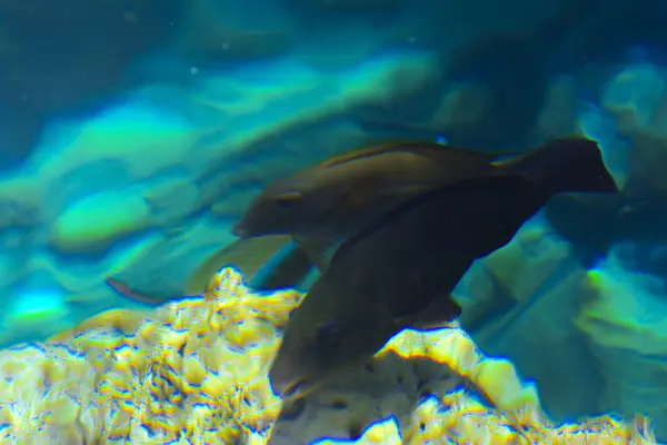 Multicolor hermosos peces de mar rojo sobre el espesor de la wa —  Fotos de Stock