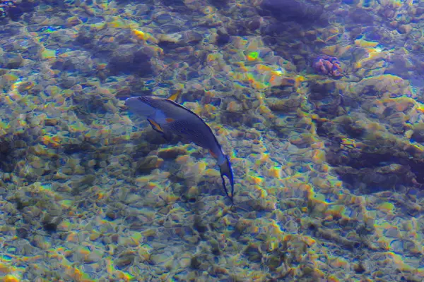 Multicolor hermosos peces de mar rojo sobre el espesor de la wa —  Fotos de Stock