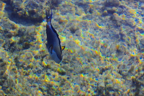 Multicolor hermosos peces de mar rojo sobre el espesor de la wa — Foto de Stock