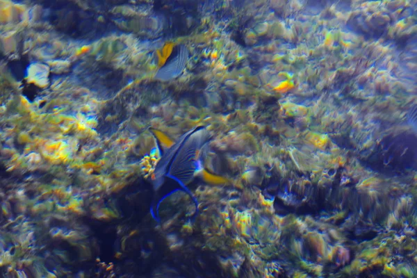 Multicolored beautiful red sea fish over the thickness of the wa — Stock Photo, Image