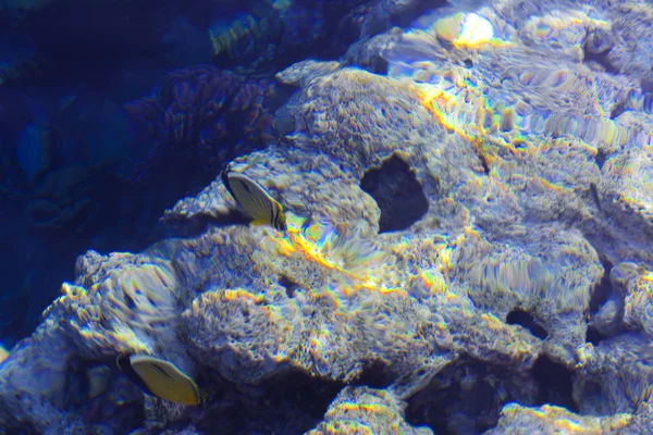 Multicolor hermosos peces de mar rojo sobre el espesor de la wa —  Fotos de Stock