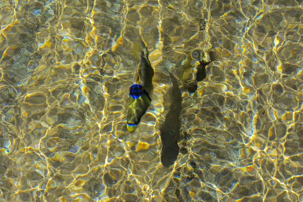 Multicolorido belo peixe de mar vermelho sobre a espessura do wa — Fotografia de Stock