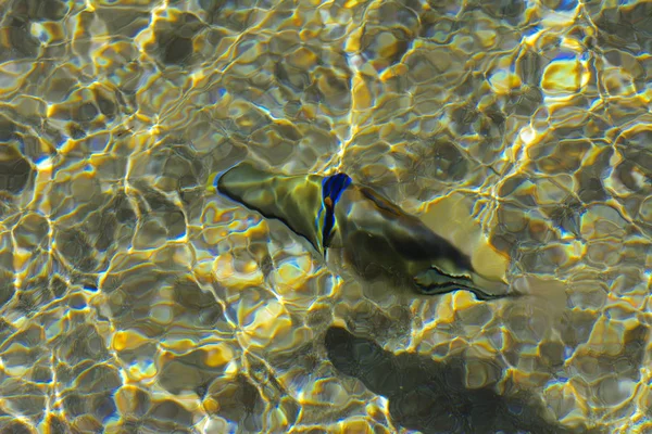 Multicolor hermosos peces de mar rojo sobre el espesor de la wa — Foto de Stock