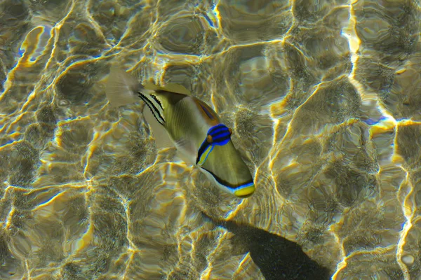 Multicolor hermosos peces de mar rojo sobre el espesor de la wa —  Fotos de Stock