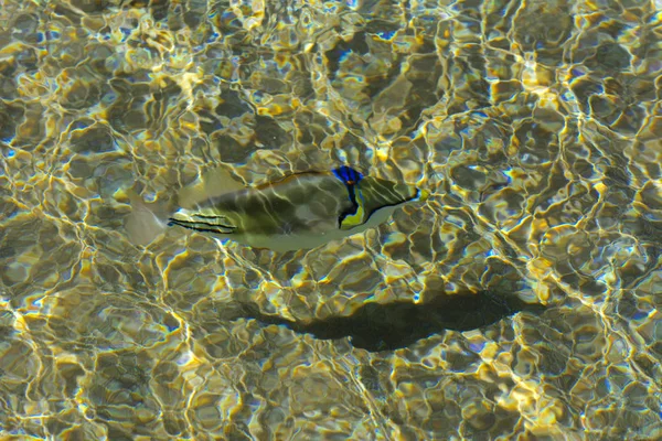 Multicolored beautiful red sea fish over the thickness of the wa — Stock Photo, Image