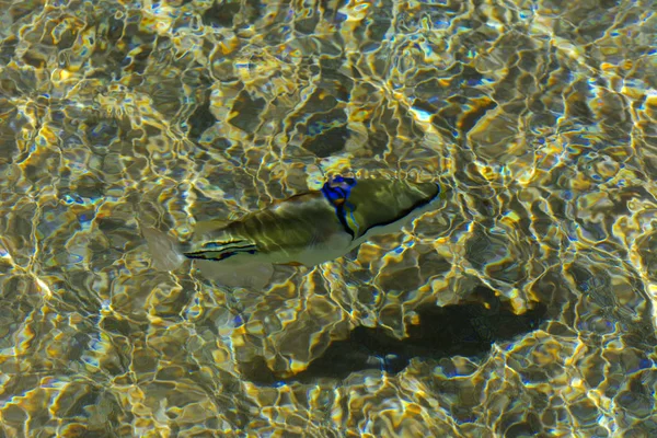 Multicolored beautiful red sea fish over the thickness of the wa — Stock Photo, Image