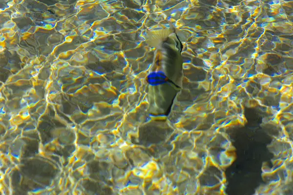 Multicolor hermosos peces de mar rojo sobre el espesor de la wa —  Fotos de Stock