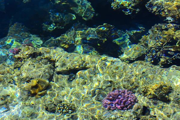 Multicolor hermosos peces de mar rojo sobre el espesor de la wa —  Fotos de Stock