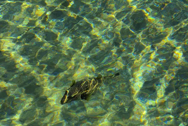 Mångfärgade vackra röda havet fisk över tjockleken på wa — Stockfoto