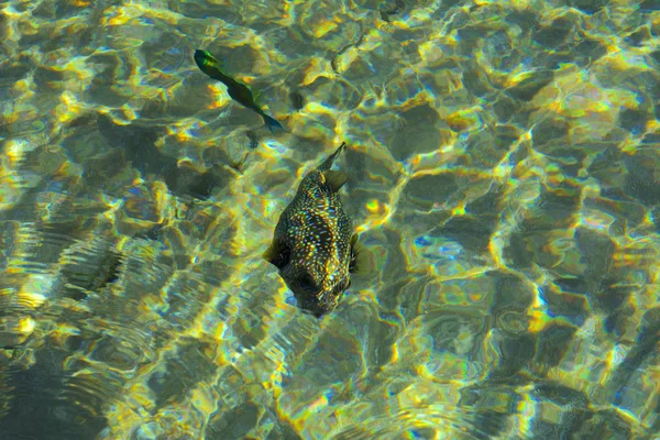 Mångfärgade vackra röda havet fisk över tjockleken på wa — Stockfoto